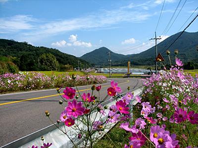 북천면 코스모스 도로 썸네일 이미지