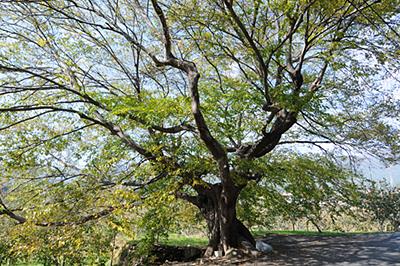 입석리 푸조나무 썸네일 이미지