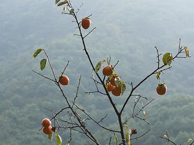 대봉감나무 썸네일 이미지