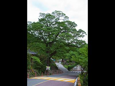 하동 범왕리 푸조나무 썸네일 이미지