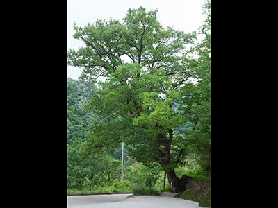 대성리 신흥마을 당산나무 썸네일 이미지