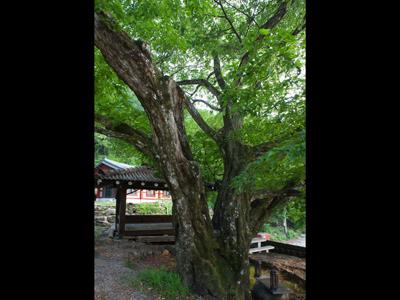 대비암 서어나무 썸네일 이미지