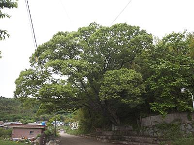 하동 박달리 느티나무 전경 썸네일 이미지