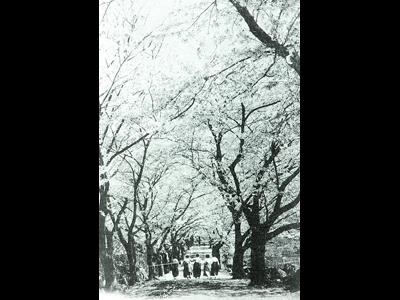 화개 10리 벚꽃길[1960년대] 썸네일 이미지