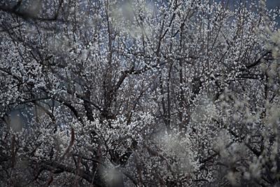 매화나무 썸네일 이미지
